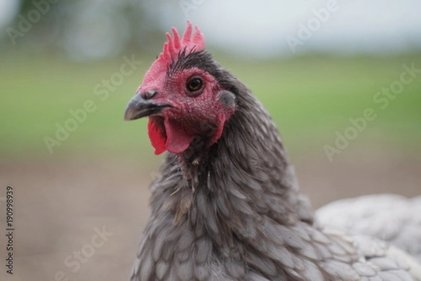 Fototapeta ニワトリ