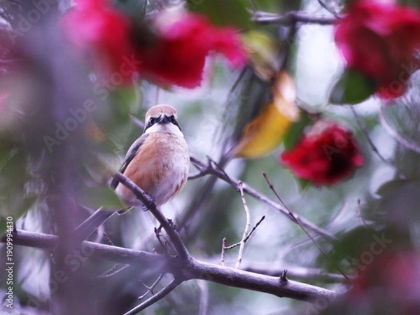 Obraz 椿の枝にとまった野鳥のモズ