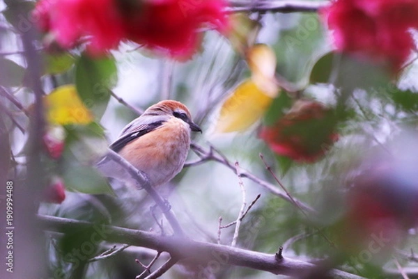 Obraz 椿の枝にとまった野鳥のモズ