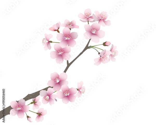 Obraz 桜の花（背景透過）