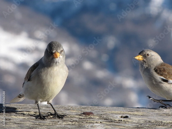 Obraz ptaki w górach, wróble 
