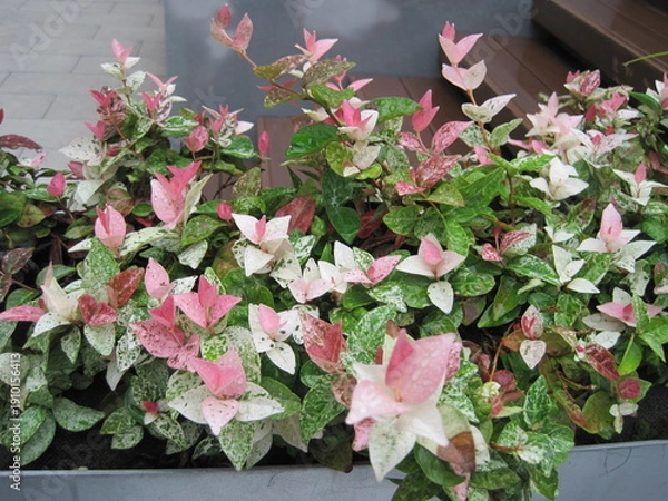 Obraz Japanese star jasmine