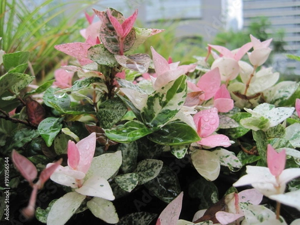 Obraz Japanese star jasmine