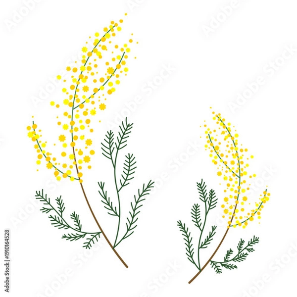 Obraz ナチュラルでシンプルなミモザの枝のイラスト