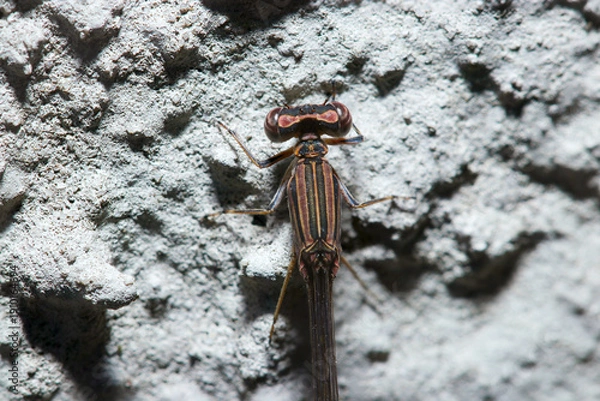 Obraz 岩壁にとまって日光浴する越冬未成熟型ホソミイトトンボ上体部アップ（メス・自然光昆虫マクロ撮影）