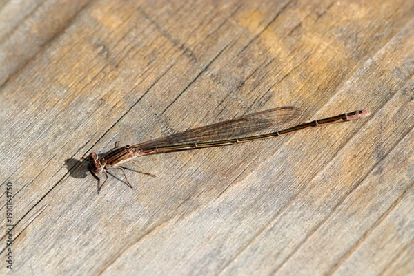 Obraz 風化した明るい木板の上で日光浴する越冬未成熟型のホソミイトトンボ（メス・自然光昆虫マクロ撮影）