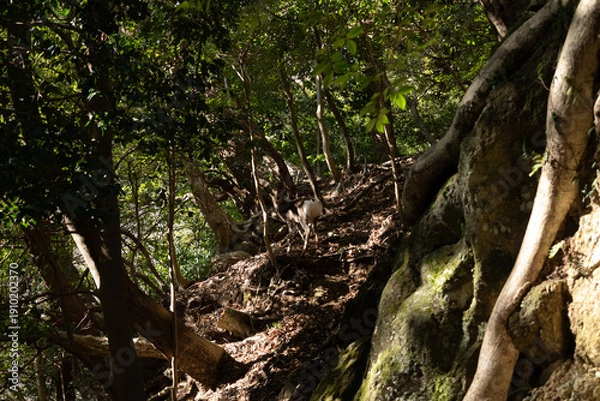 Obraz ニホンジカ