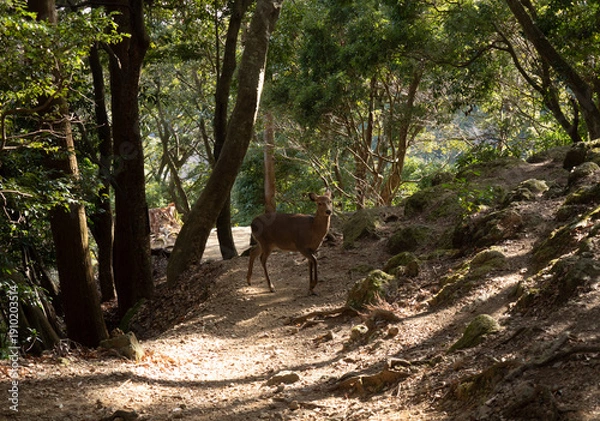 Obraz ニホンジカ