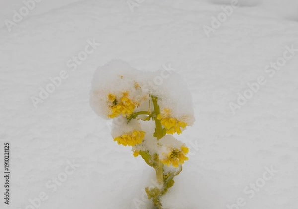 Obraz 菜の花と雪