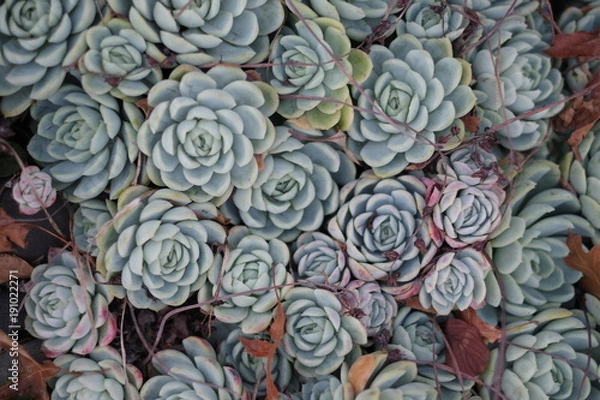 Fototapeta 多肉植物