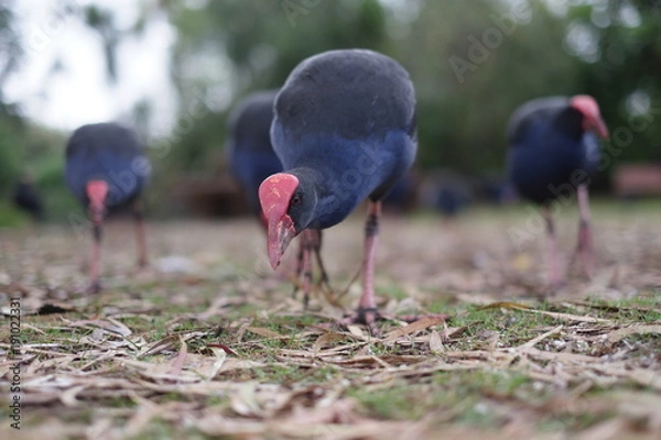 Fototapeta プケコ