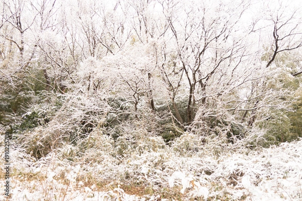 Obraz 雪を被った木々