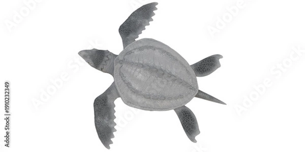 Obraz Gray sea turtle swimming gracefully.
