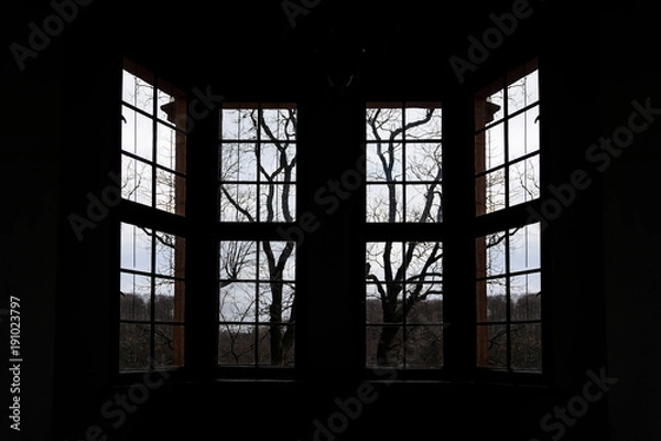 Obraz Dry tree through the window