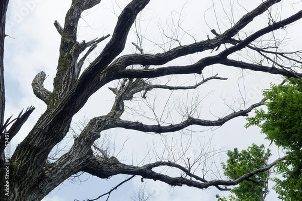 Obraz キクイムシによるナラ枯れの被害を受けたコナラ