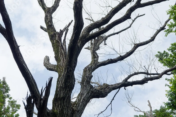 Obraz キクイムシによるナラ枯れの被害を受けたコナラ