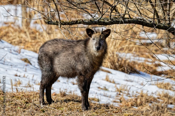 Obraz 雪が残る草原に立つニホンカモシカ