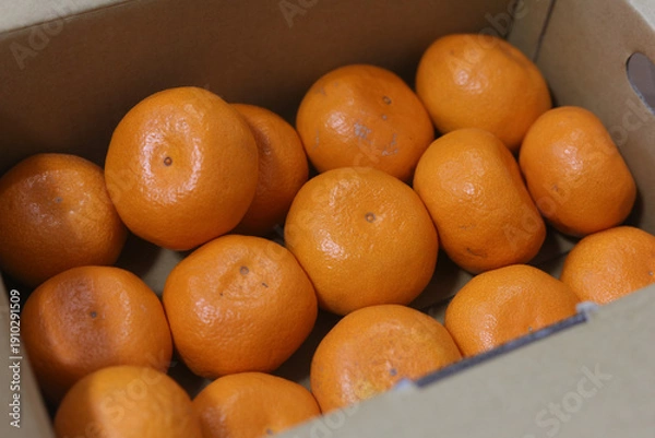 Obraz 段ボールに入ったたくさんのみかん