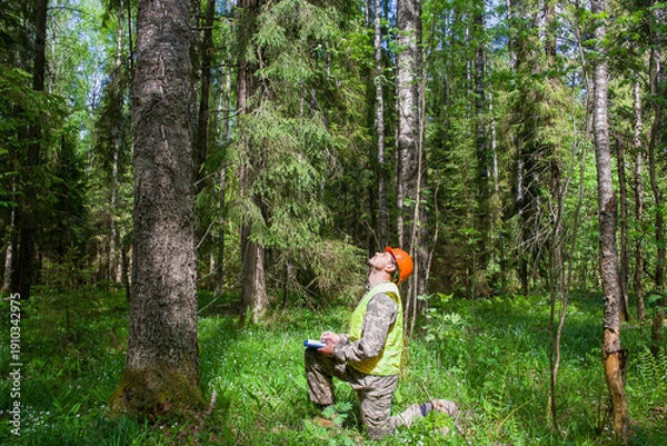 Obraz a forest engineer works in the forest