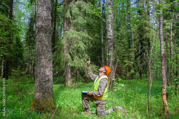 Obraz a forest engineer works in the forest