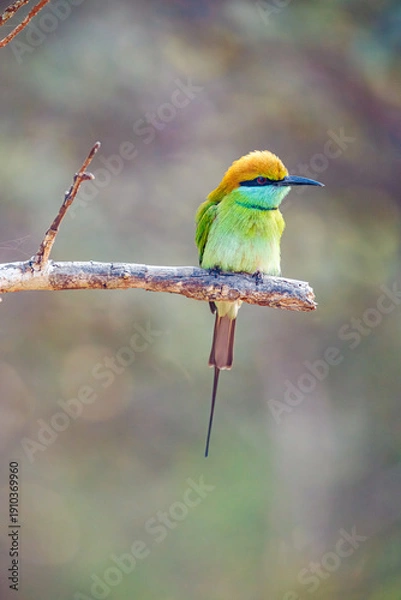 Obraz bee eater perched on branch