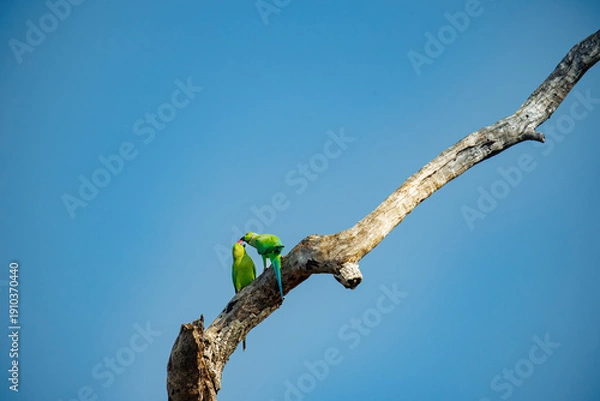 Obraz bee eater perched on branch