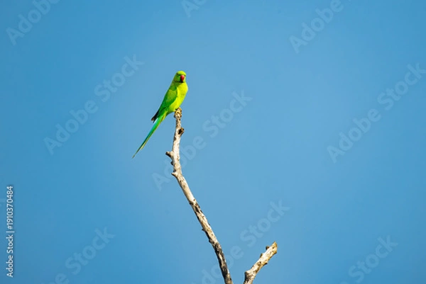 Obraz blue tit perched on a branch
