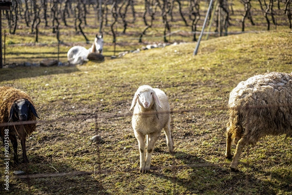 Obraz anelo pecore in montagna