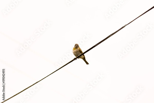 Obraz pássaro sozinho