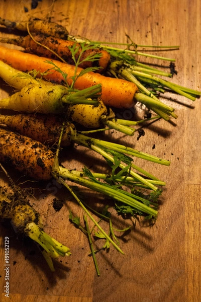 Obraz Freshly Pulled Carrots