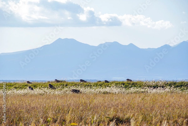 Obraz 野付半島の湿地で草を食べるエゾシカの群れ