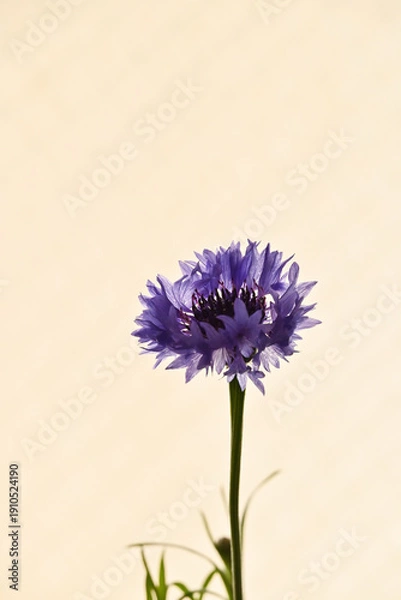 Obraz 紫色のヤグルマギク