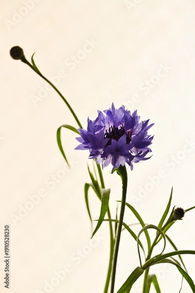 Obraz 紫色のヤグルマギク