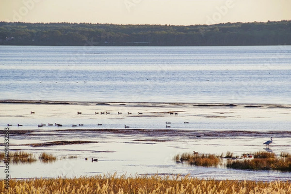 Obraz 夕暮れの野付湾に集まる野鳥の群れ