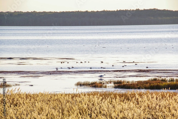 Obraz 夕暮れの野付湾に集まる野鳥の群れ