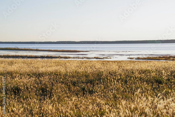 Obraz 夕暮れの野付湾に集まる野鳥の群れ