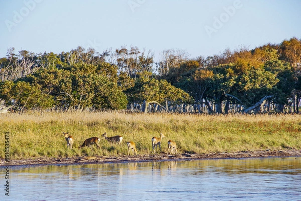 Obraz 野付半島の湿地で草を食べるエゾシカの群れ