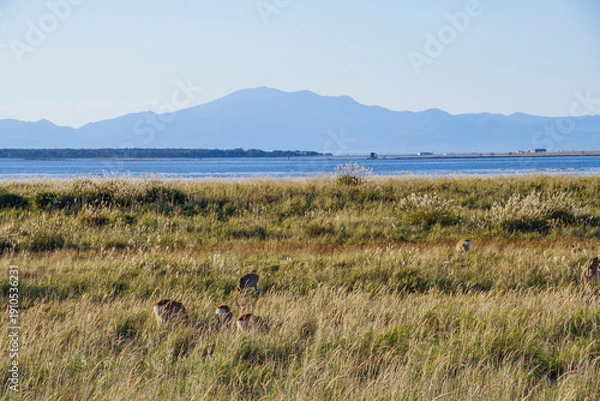 Obraz 野付半島の湿地で草を食べるエゾシカの群れ