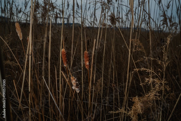 Obraz 영종도 습지의 부들 