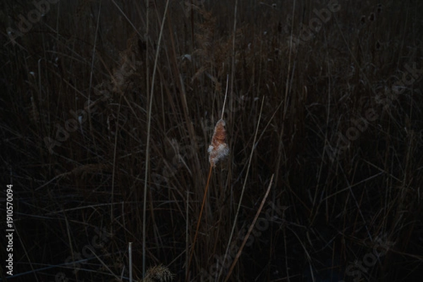 Obraz 영종도 습지의 부들 