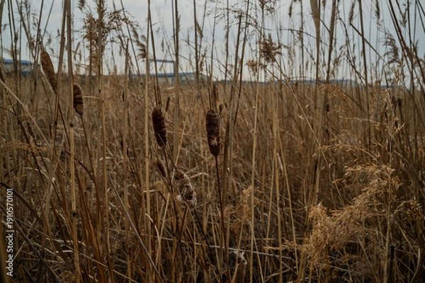 Obraz 영종도 습지의 부들 