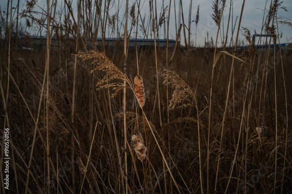 Obraz 영종도 습지의 부들 