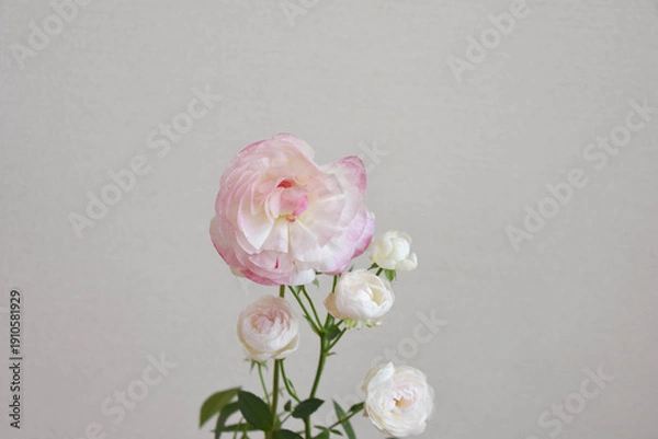 Fototapeta 薔薇とラナンキュラス