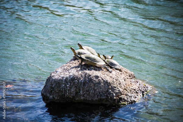 Obraz Sunning Turtles