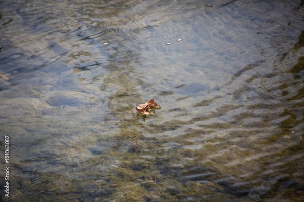Obraz floating autumn leaf