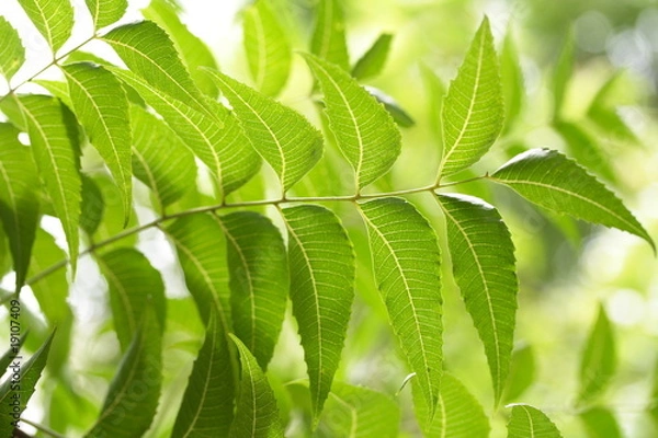 Fototapeta Weź liście-Azadirachta indica