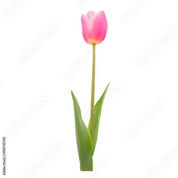 Obraz チューリップの花　合成用素材