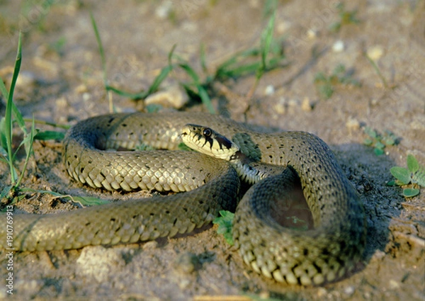 Obraz Ringelnatter (Natrix natrix) Schlange