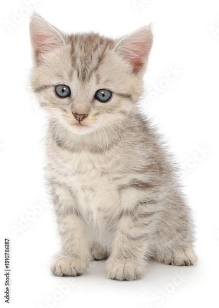 Obraz Small grey tabby kitten sitting on white background looking forward