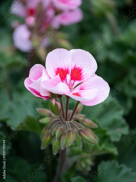 Obraz 春の花壇のピンクのゼラニウム